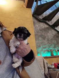 Cuccioli shitzu