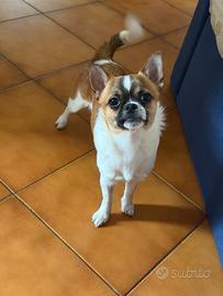 Chihuahua