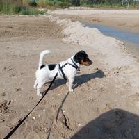 Jack Russell per monta con pedigree