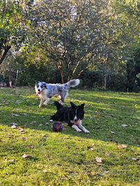 Cuccioli di Border collie
