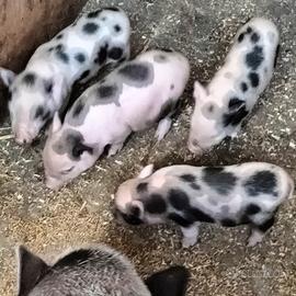 maialini mini pig