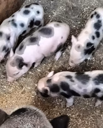 maialini mini pig
