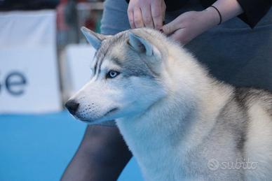 Cuccioli di Siberian Husky