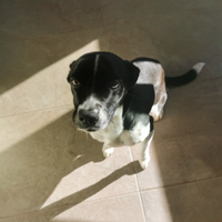 Cane femmina dolcissima