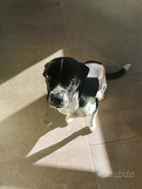 Cane femmina dolcissima