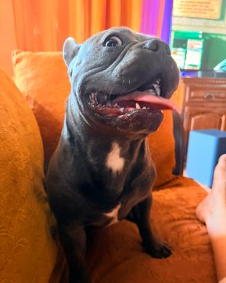 Bulldog francese