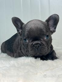 Bulldog francese