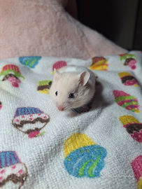 Criceti siriani/dorati