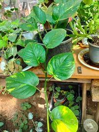 pothos 
