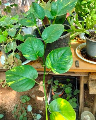 pothos 