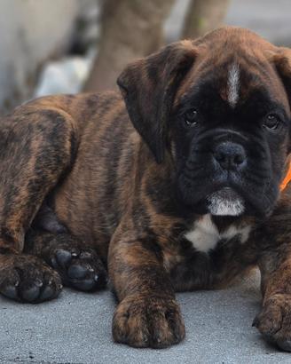 Cucciolo Boxer maschio
