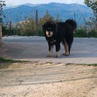 Mastino tibetano