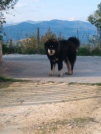 Mastino tibetano