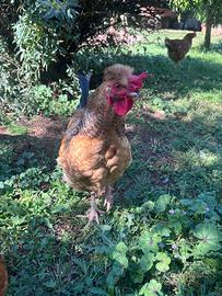 Animali