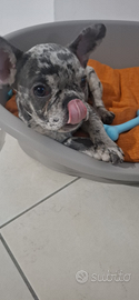 Bulldog francese