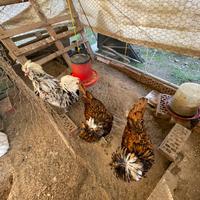 Trio Galline Padovane