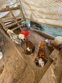 Trio Galline Padovane