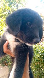 Cucciolo mamma maremmano