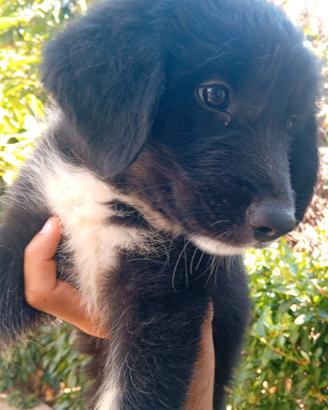 Cucciolo mamma maremmano