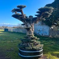 Piante di ulivo per il giardino