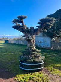 Piante di ulivo per il giardino