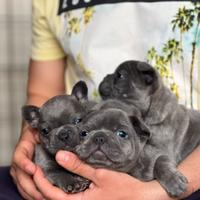 Cuccioli Bulldog francese blue