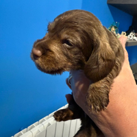 Bassotti a pelo duro cioccolato