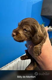 Bassotti a pelo duro cioccolato