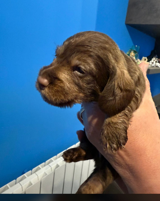 Bassotti a pelo duro cioccolato