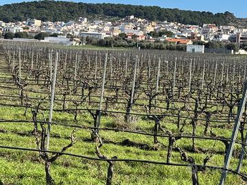 Terreno agricolo di circa 120000 mq