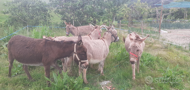 Asinelli taglia piccola