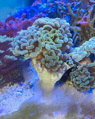 Coralli Euphyllia