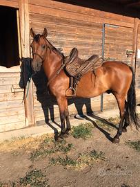 cavallo ispanico
