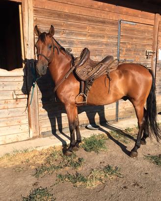 cavallo ispanico
