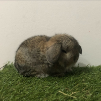 Cuccioli Minilop