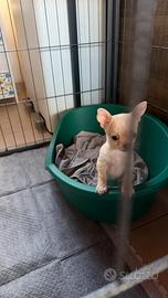 Cucciola di chihuahua
