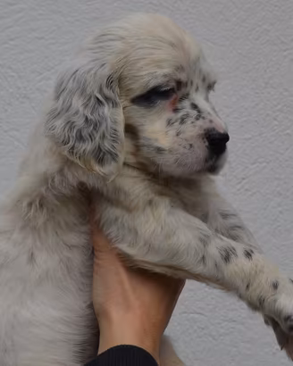 Setter inglese cuccioli