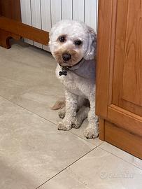Maltipoo di 2 anni