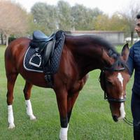 Cavallo Lusitano 13 anni