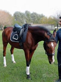 Cavallo Lusitano 13 anni