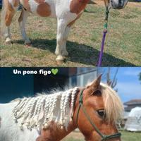 Pony castrone