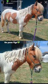 Pony castrone