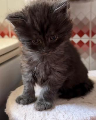 Maine coon incrocio Ragdoll cucciolo