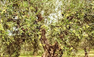 Oliveto e porzione di bosco Montopoli valdarno
