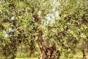Oliveto e porzione di bosco Montopoli valdarno