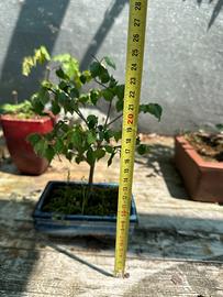 Bonsai olmo spedizione gratuita