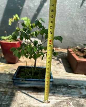 Bonsai olmo spedizione gratuita