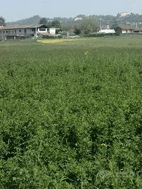 Terreno agricolo con erba medica, ideale cavalli