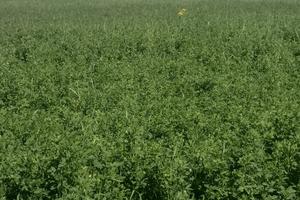 Terreno agricolo con erba medica, ideale cavalli