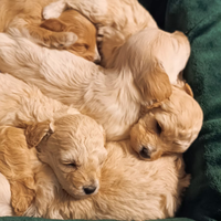 Maltipoo
